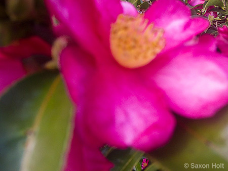 Holt_995_0063 copy.jpg pink flowers Camellia sasanqua 'Kanjiro' for m'eyes recuperating