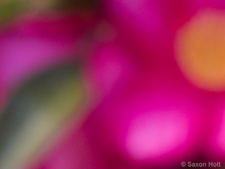 Holt_995_0066 copy.jpg pink flowers Camellia sasanqua 'Kanjiro' for m'eyes recuperating