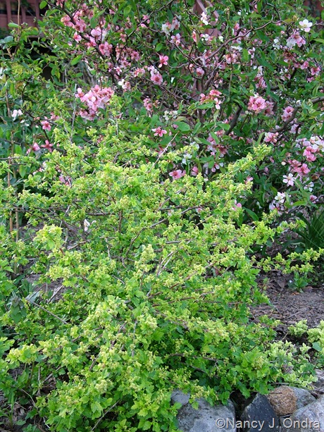 Ribes alpinum 'Aureum' with Chaenomeles japonica 'Contorta'