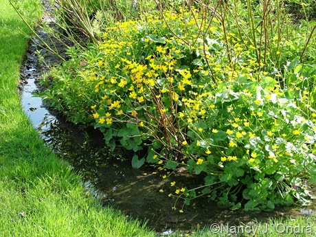 Caltha palustris