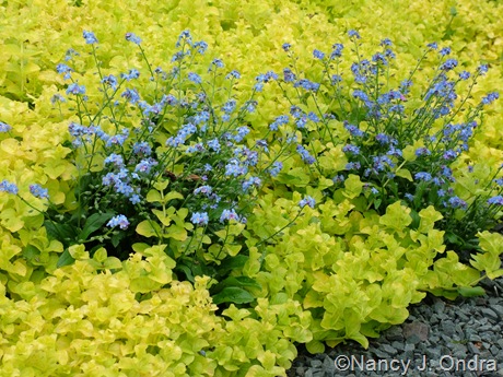Myosotis sylvatica ‘Ultramarine’ (woodland forget-me-not) with Lysimachia nummularia ‘Aurea’ (golden creeping Jenny)