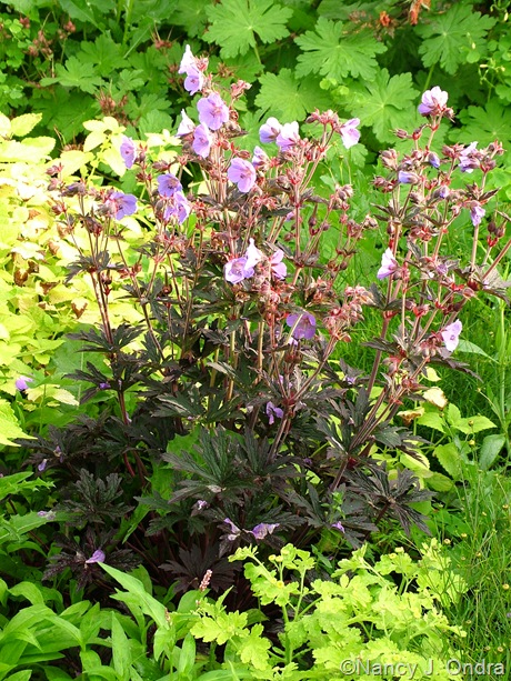 Geranium pratense 'Dark Reiter'