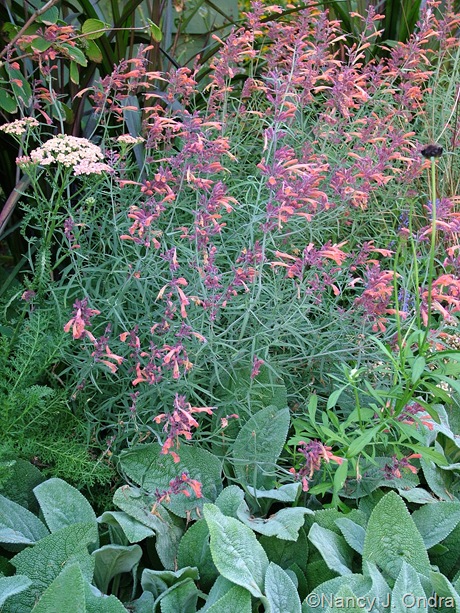 Agastache rupestris