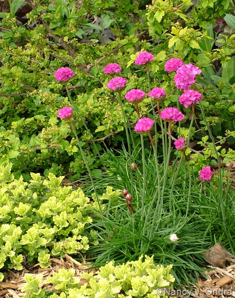 Armeria maritima