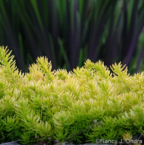 Sedum rupestre 'Angelina'