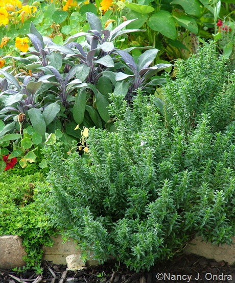 Satureja montana