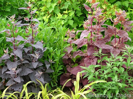 Atriplex hortensis var. rubra (left) and 'Magenta Magic' (right)