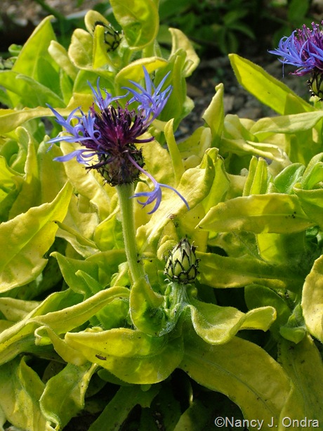 Centaurea montana 'Gold Bullion'