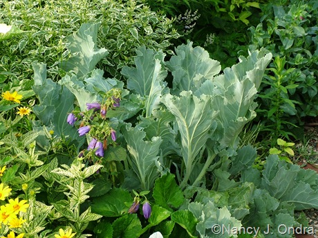 Crambe maritima