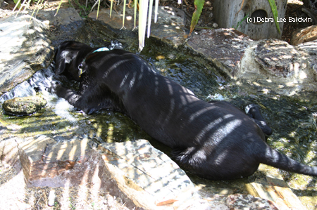 Dog in pond