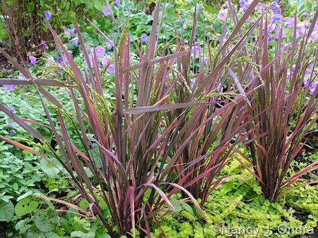 Oryza sativa 'Red Dragon'