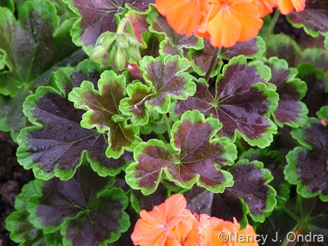Pelargonium x hortorum 'Black Velvet Scarlet'