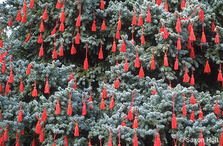 Red tassles on blue spruce tree at christmas