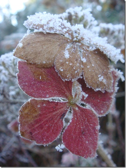 11 Berijpte lokbloemen van Hydrangea serrata