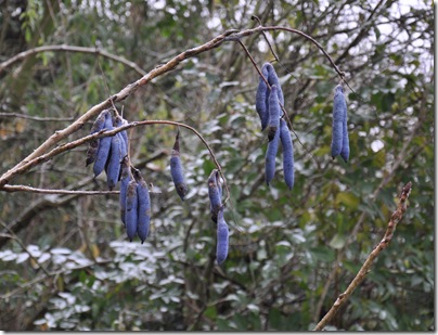9 Peulen van de dead man's fingers, Decaisnea fargesia