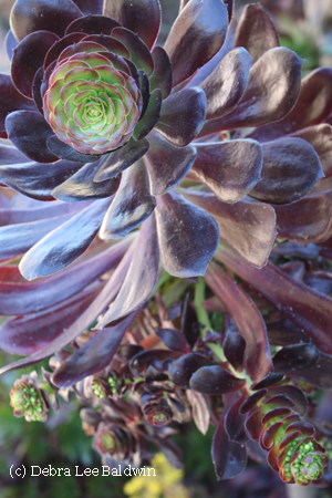Aeonium Z hybrid