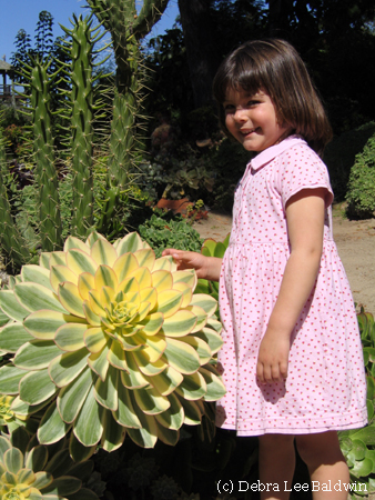 Aeonium sunburst & girl