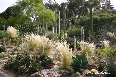 Agave shawii & grasses