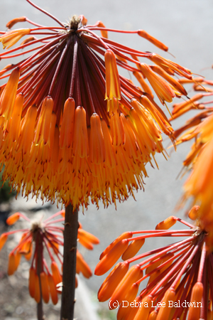Aloe capitata