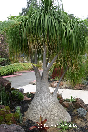 Beaucarnea recurvata