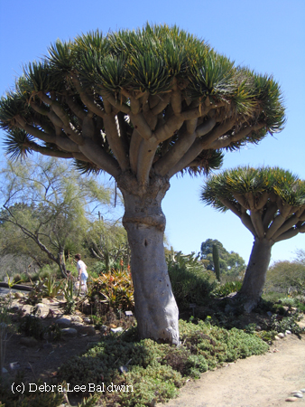 Dracaena draco