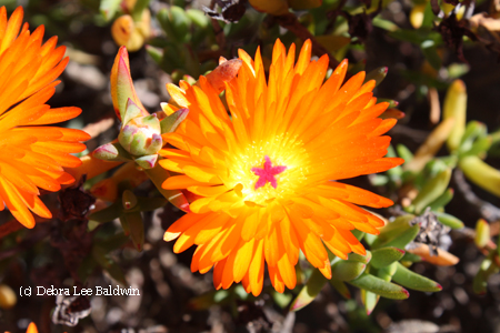 Golden iceplant