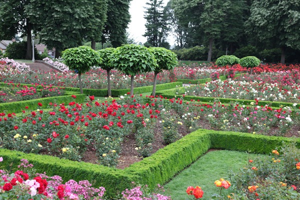 Park Rose