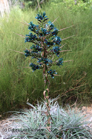 Puya alpestris