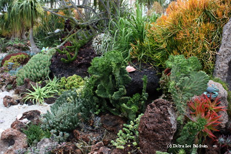 Undersea garden