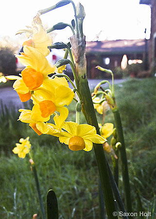 spring daffodil in my front meadow
