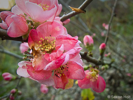 flowering quince in my garden