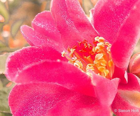 Camellia sasanqua 'Kanjiro' pink flower