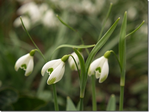 10 Galanthus nivalis 'Scharlockii'
