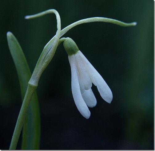 11 Galanthus nivalis 'Lady Scharlock'