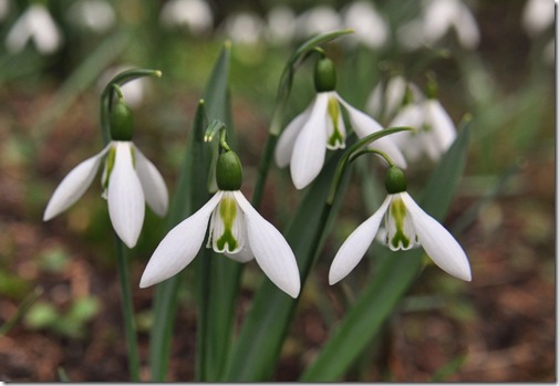 13 Galanthus 'Imitatio',