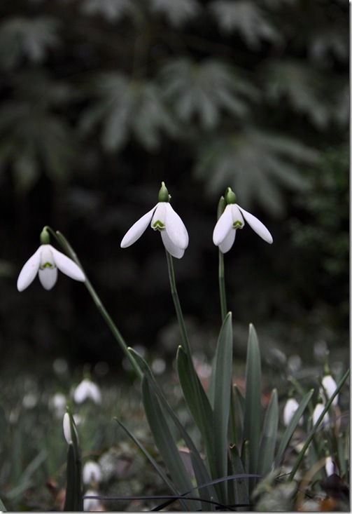 15 Galanthus elwesii 'Mrs McNamara'