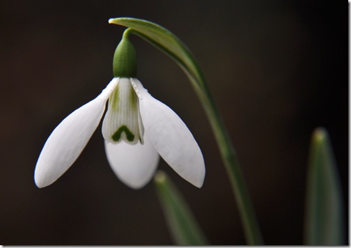 16 Galanthus elwesii 'Fieldgate Prelude'