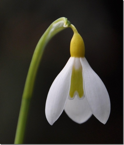 18 Galanthus plicatus 'Wendy's Gold'