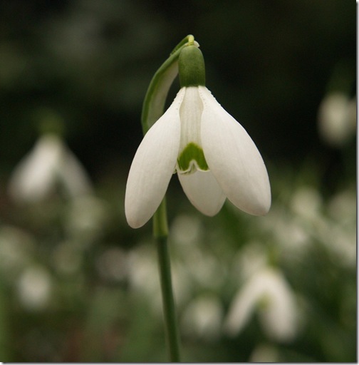 6 Galanthus nivalis