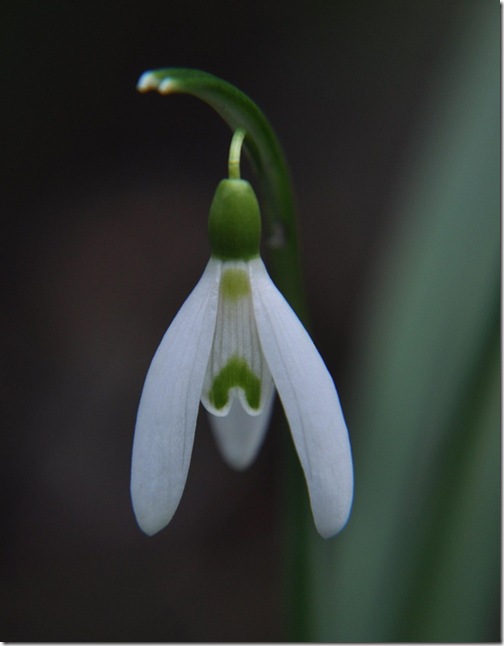 7 Galanthus 'Geert Groote'