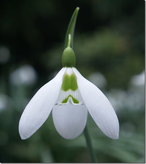 8 Galanthus 'Armine'