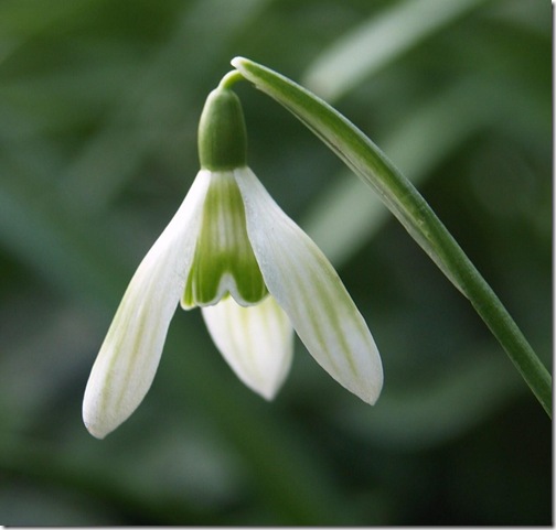 9 Galanthus nivalis 'Greenish'