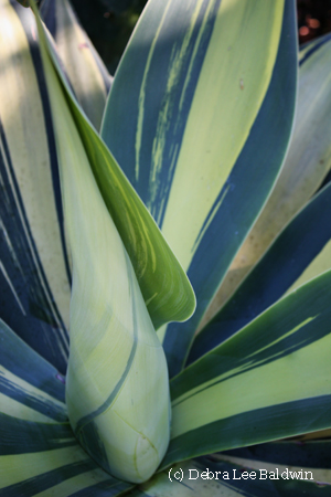 Agave attenuata, variegated