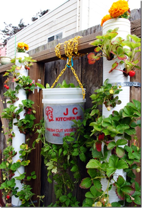 photo-4-strawberry-tower[1]
