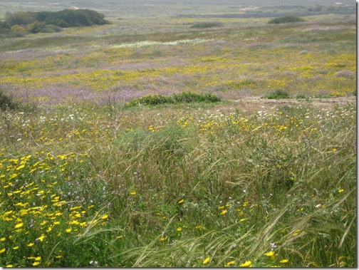 Wildflower meadows and eco-artist's house on beach-40209 058