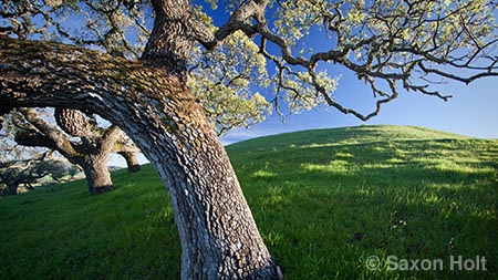 California Valley Oak (Quercus lobata) in spring green hills near Gilroy gilroy hills with oaks