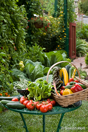 holt_409_0421 harvest basket in Creasy front garden