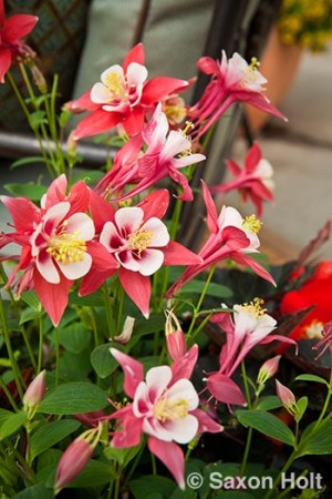 holt_1024_0003.CR2 sygenta columbine Origami Red & White