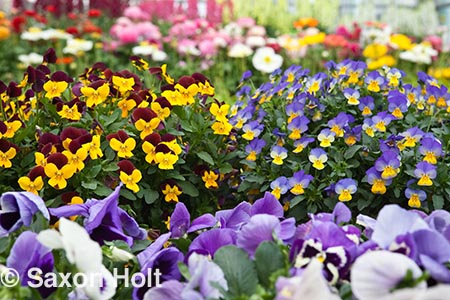 holt_1024_0801.CR2 rebelina pansies