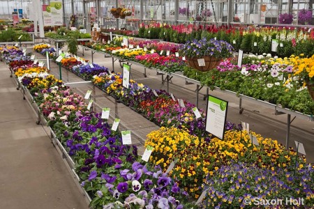 holt_1024_0796.CR2 sakata pansy display